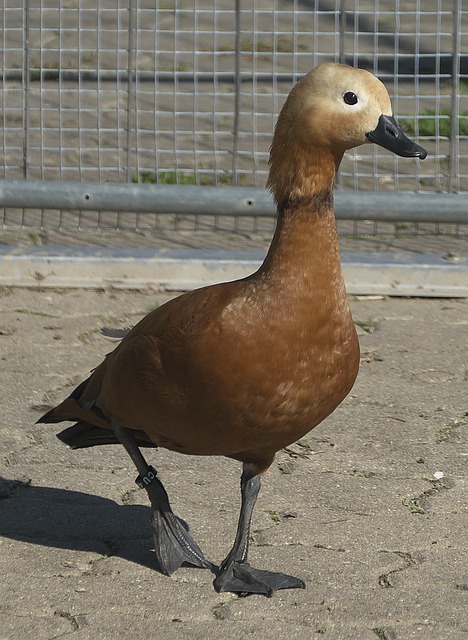 信任